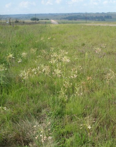 Pelargonium luridum living in grassland